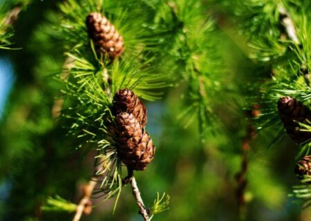 برگ کاج، ابزاری نوین در ردیابی زیستی