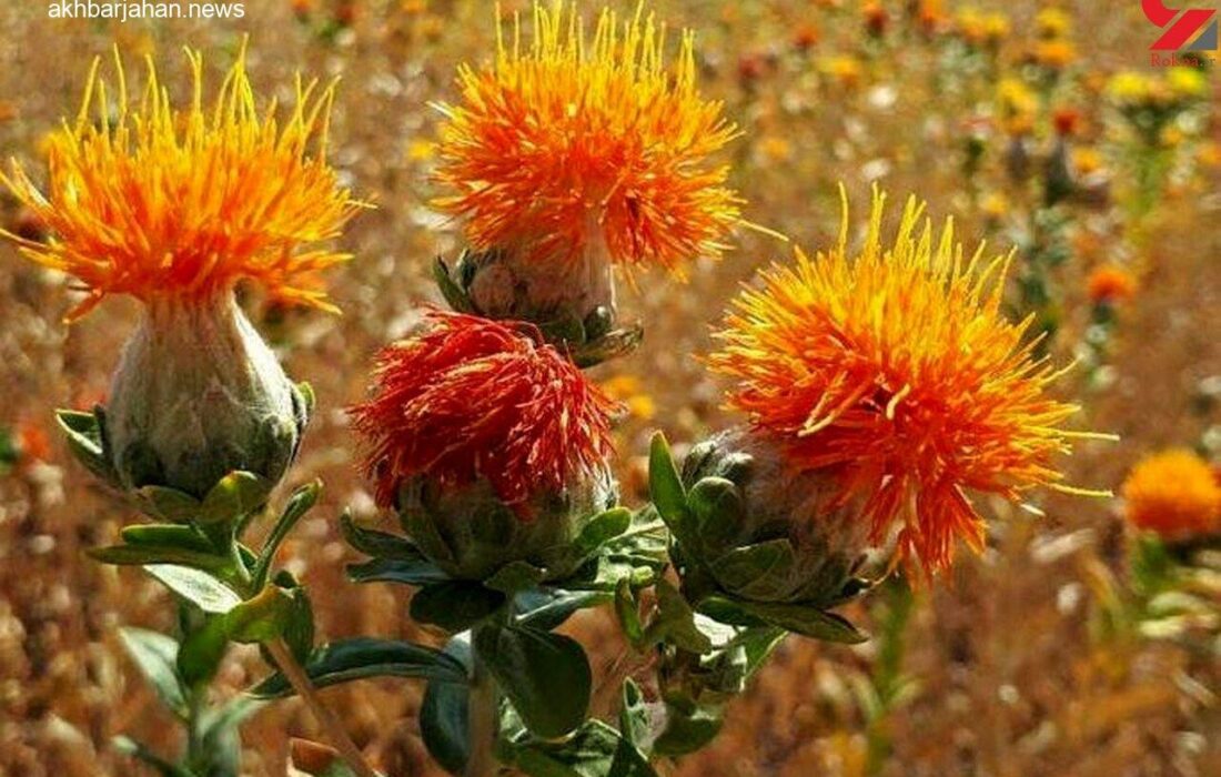 گلرنگ، گیاهی سازگار با آب و هوای کمباران ایران