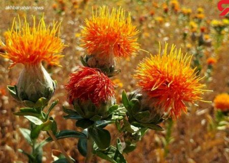 گلرنگ، گیاهی سازگار با آب و هوای کم‌باران ایران