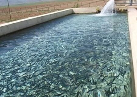 رهاسازی ۱۰ میلیون بچه ماهی گرمابی در آب‌های آذربایجان غربی