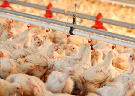 رشد ۲۵ درصدی تولید مرغ گوشتی در سیریک به همت راونگی نژاد