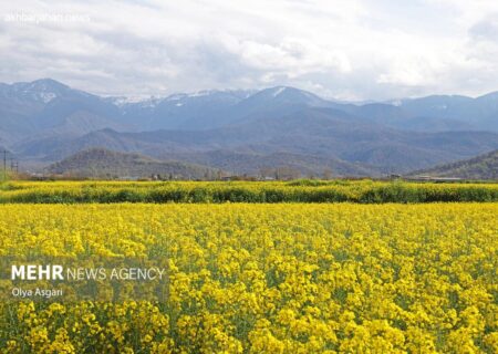 ابلاغ الگوی کشت کلزا در ۶۰ هزار هکتار از اراضی گلستان در سال جاری