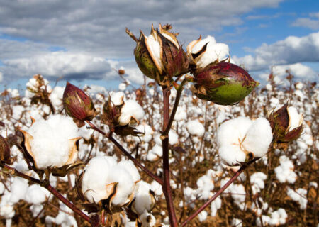 گلستان: معامله ۴۳۰ تن وش پنبه با پرداخت نقدی انجام شد