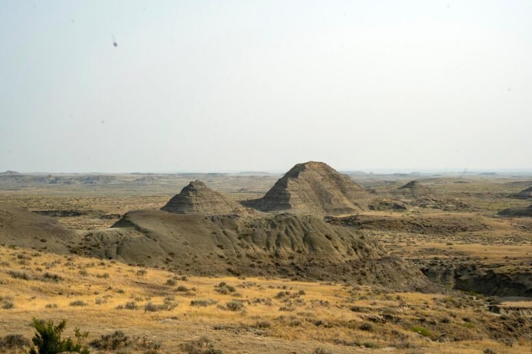 ایران میزبان فسیل زنده ۲۰۰ میلیون ساله؛ تصویری از یکی از قدیمی‌ترین ساکنان زمین
