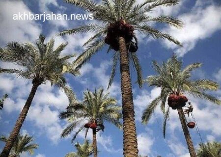 آغاز رصد و نصب تله برای مقابله با خطرناک‌ترین آفت در نخلستان‌های قشم