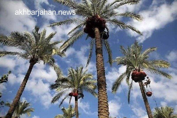 آغاز رصد و نصب تله برای مقابله با خطرناکترین آفت در نخلستانهای قشم