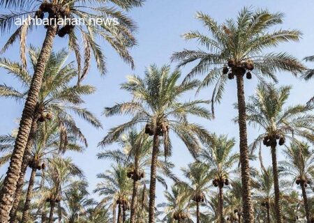 پروژه آبیاری یک میلیون اصله نخل در دشتستان کلید خورد