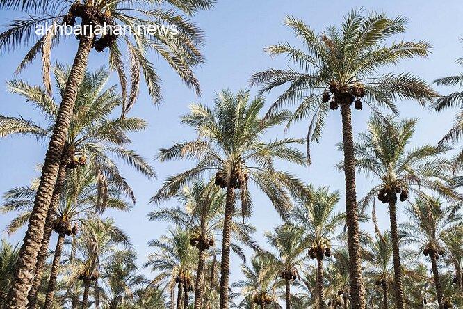 پروژه آبیاری یک میلیون اصله نخل در دشتستان کلید خورد