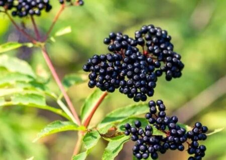 آشنایی با خواص شگفت‌انگیز و کاربردهای گیاه آقطی سیاه