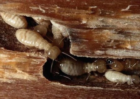 راهکارهای طلایی برای ریشه‌کن کردن موریانه در منزل