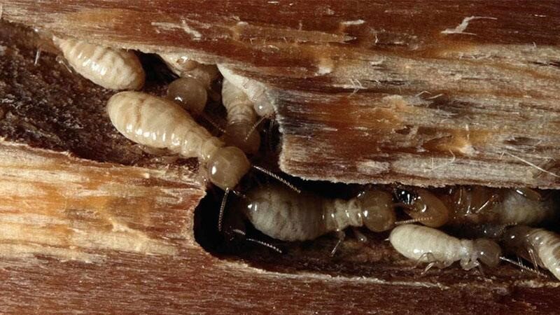 راهکارهای طلایی برای ریشهکن کردن موریانه در منزل