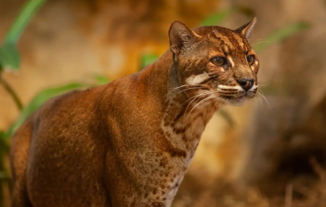 شکار گاو و گوزن توسط جانور ۱۶ کیلویی! + تصویر