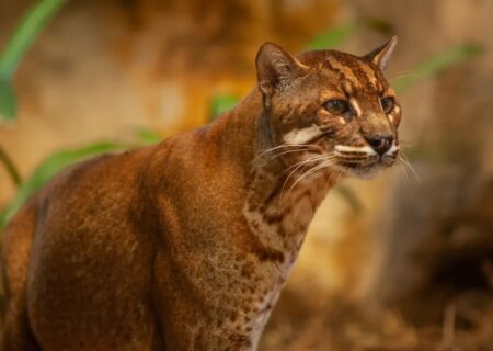 شکار گاو و گوزن توسط جانور ۱۶ کیلویی! + تصویر