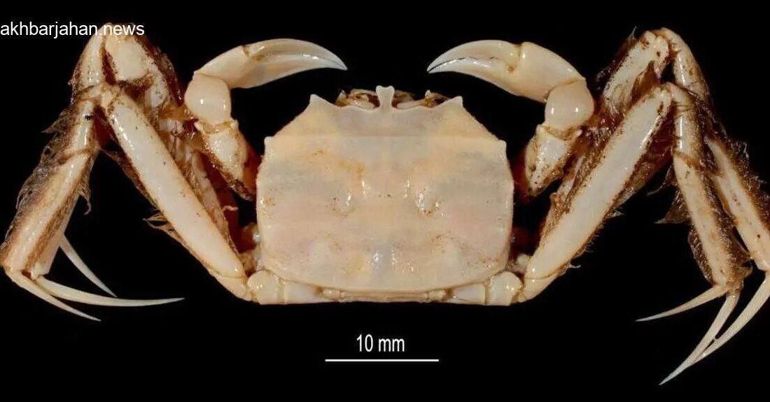 کشف خرچنگ ۶۵ میلیون ساله؛ بازمانده‌ای از عصر دایناسورها! + تصویر