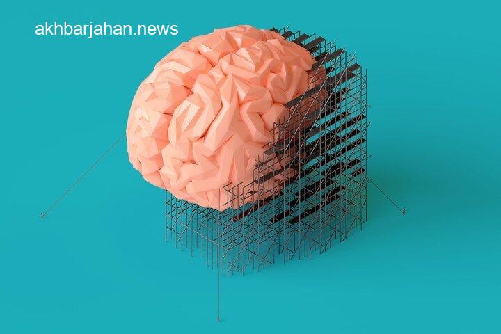 آیا میدانستید مغز زنان هر ماه نو میشود؟