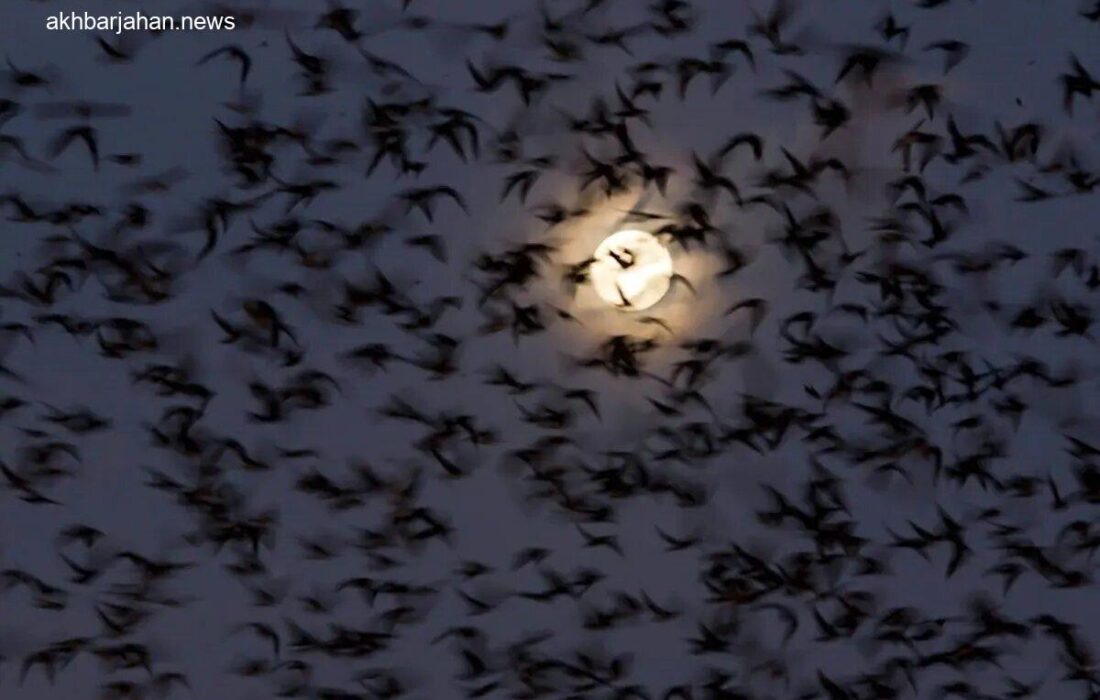 پرواز دستهجمعی هزاران پرنده پس از زلزله فیلیپین؛ رویدادی عجیب و دیدنی