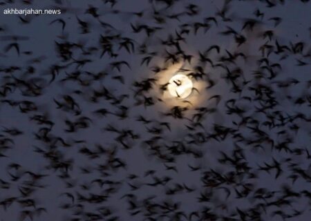 پرواز دسته‌جمعی هزاران پرنده پس از زلزله فیلیپین؛ رویدادی عجیب و دیدنی