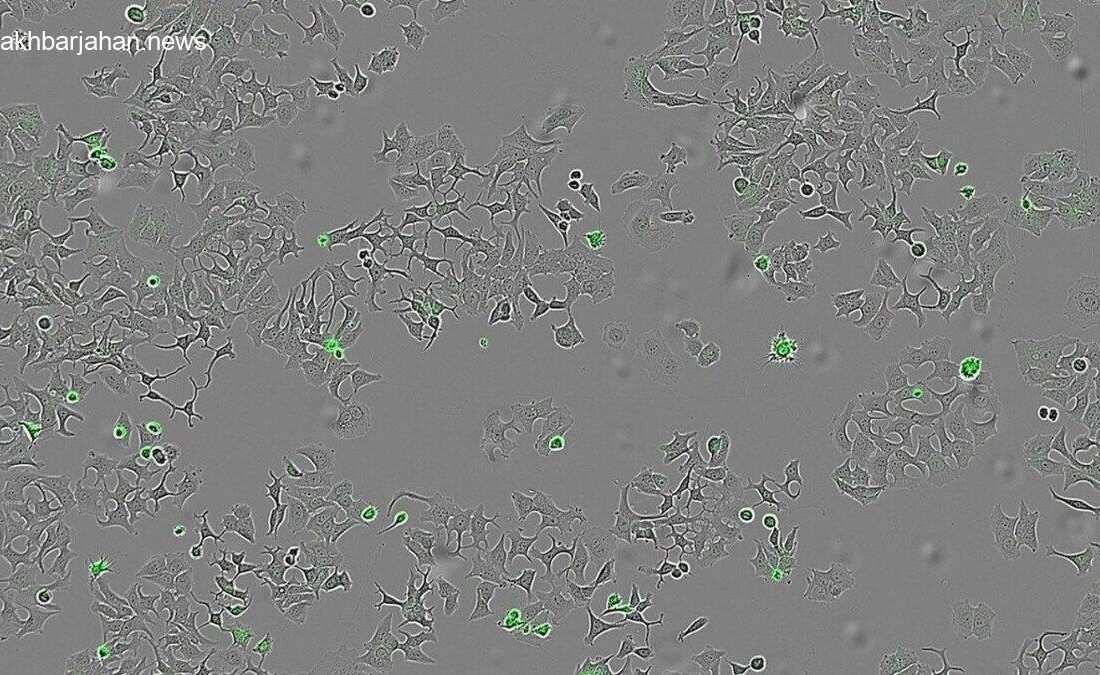 کشف امیدبخش پروتئین خودتخریبگر سلولهای سرطانی