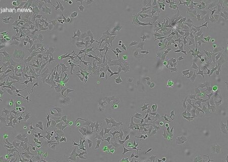 کشف امیدبخش پروتئین خودتخریب‌گر سلول‌های سرطانی