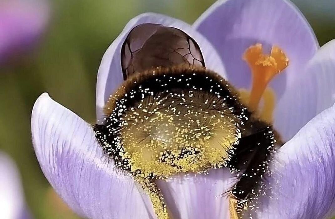 لحظات مفرح از زنبورهای به گل نشسته