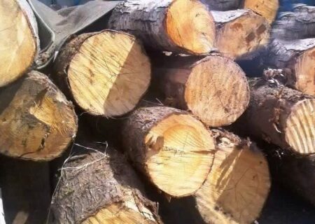 کشف ۲ تن چوب قاچاق در پلدختر