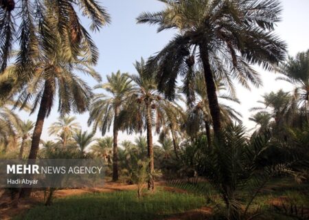 طالع ماسوله: تکیه بر ظرفیت ها از الزامات توسعه در خوزستان است