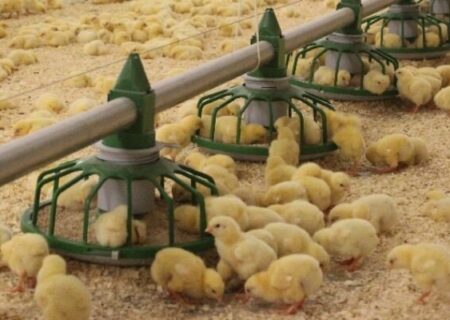 خبر خوش برای زاهدان؛ راه‌اندازی ۱۵ واحد مرغداری جدید