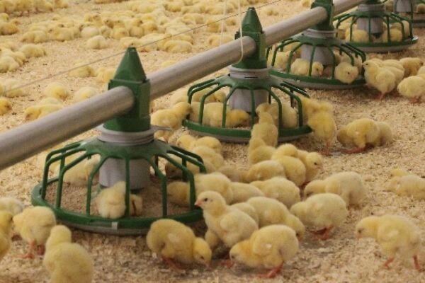 خبر خوش برای زاهدان؛ راهاندازی ۱۵ واحد مرغداری جدید