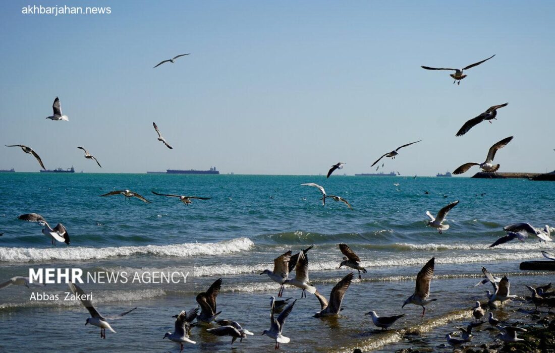 میانکاله میزبان رقص فلامینگوها