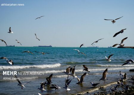 میانکاله میزبان رقص فلامینگوها