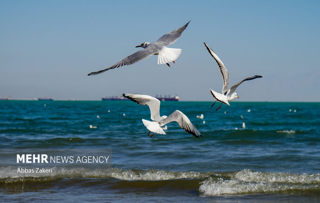 آرامش در آب و هوا: وضعیت جوی و دریایی بوشهر مساعد گزارش شد