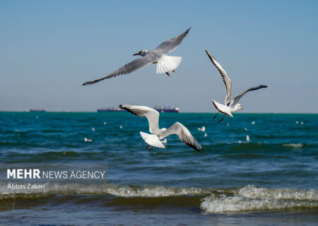آرامش در آب و هوا: وضعیت جوی و دریایی بوشهر مساعد گزارش شد