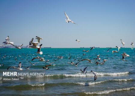 آرامش در سواحل بوشهر: گزارش آخرین وضعیت جوی و دریایی استان
