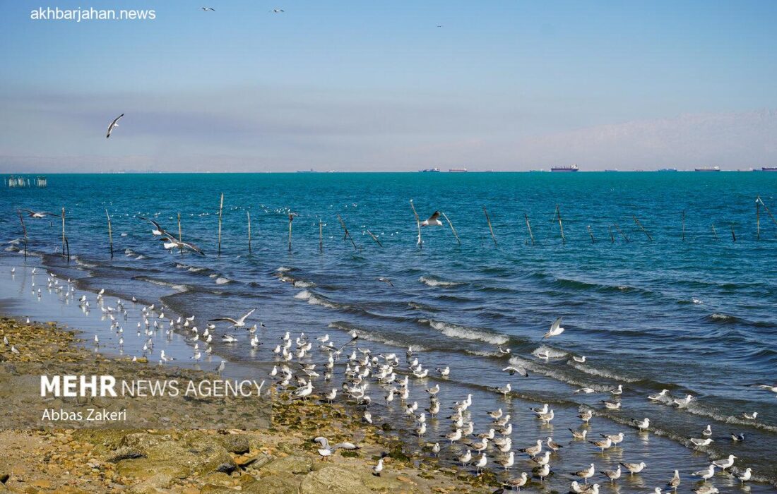 پیشبینی تلاطم سواحل بوشهر در روزهای سهشنبه و چهارشنبه