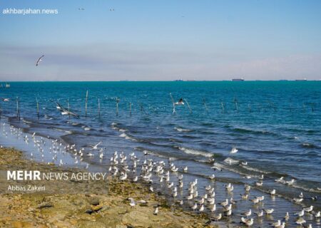 پیش‌بینی تلاطم سواحل بوشهر در روزهای سه‌شنبه و چهارشنبه