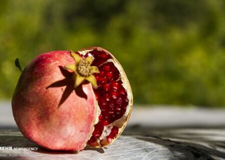 آغاز برداشت انار ترش از باغات املش به گفته غلامی