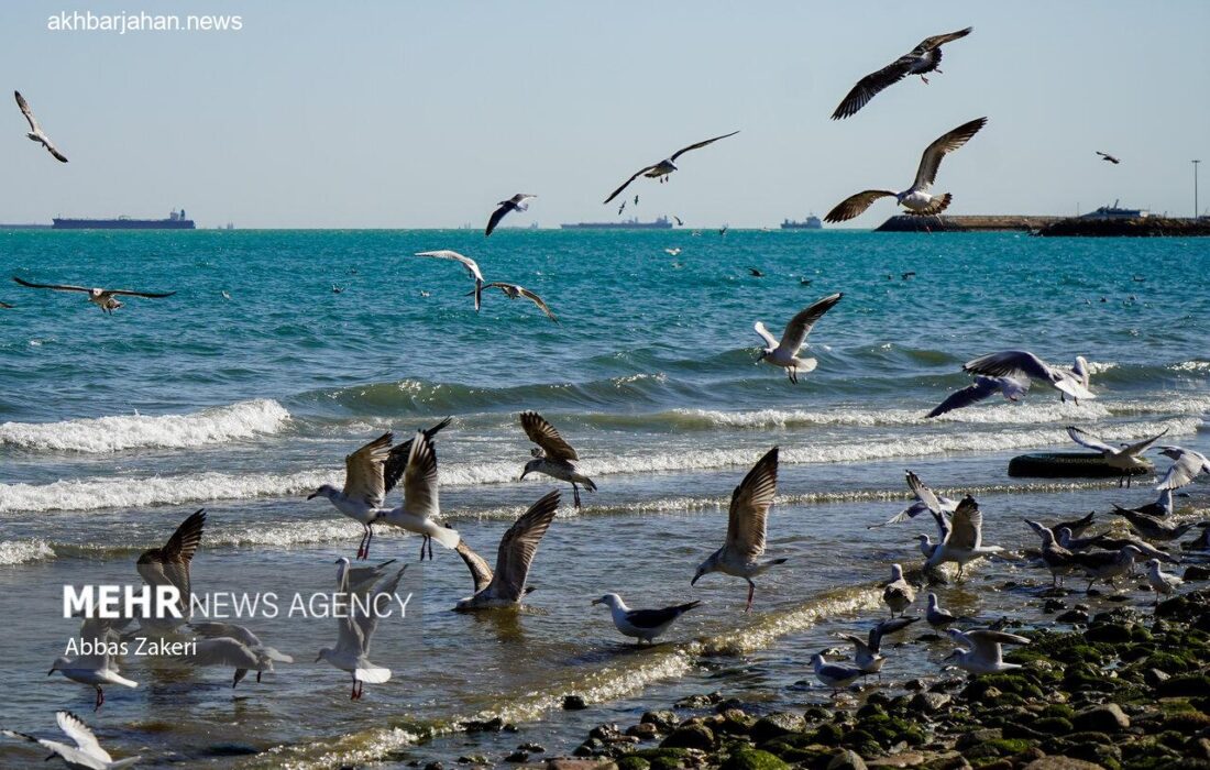 تلاطم سواحل و فراساحل استان بوشهر