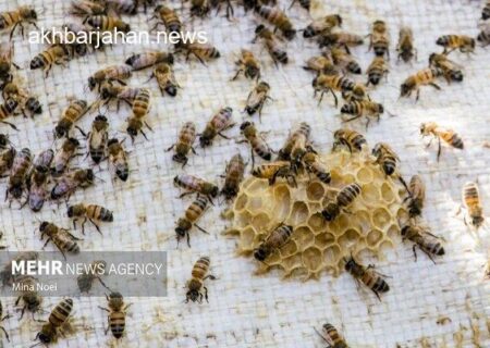 پیش‌بینی برداشت بالغ بر ۷۵ تن عسل مرغوب در شهرستان بستک