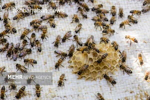 پیشبینی برداشت بالغ بر ۷۵ تن عسل مرغوب در شهرستان بستک