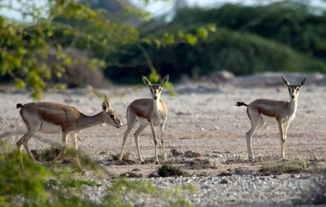 تلاش برای تامین علوفه حیات وحش در شاهرود