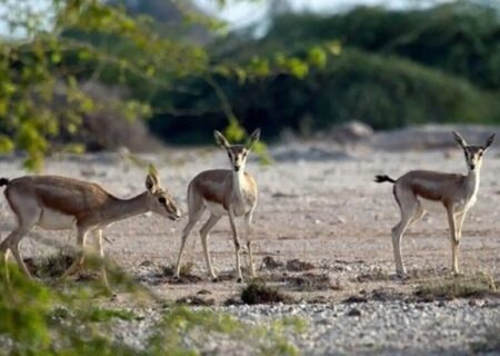 تلاش برای تامین علوفه حیات وحش در شاهرود