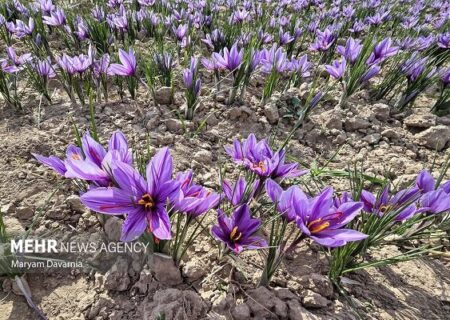 رشد چشمگیر کشت زعفران در خوزستان (اینفوگرافیک)