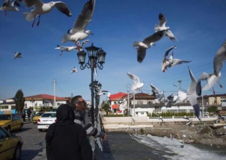 میزبانی تماشایی چشمه کیله تنکابن از کاکایی‌های زیبا و خاص