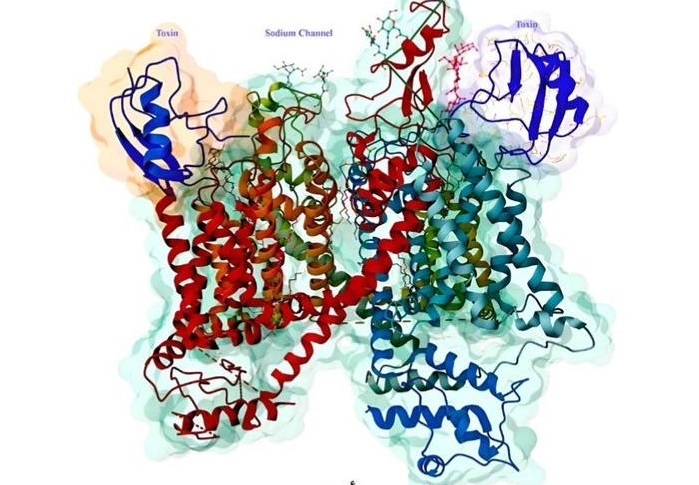 رونمایی از کتاب «نوروتوکسینهای زهر عقرب و کانالهای یونی» در موسسه رازی