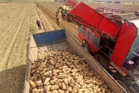 ادامه برداشت چغندرقند بهاره از کشتزارهای کرمانشاه