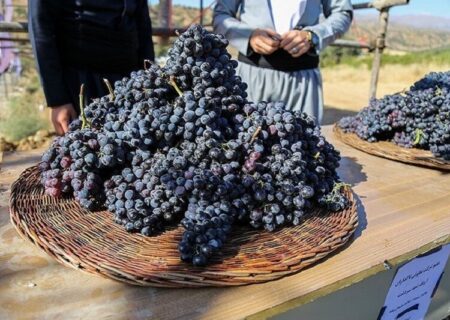 فردا، میرآباد میزبان افتتاحیه نخستین جشنواره انگور سیاه