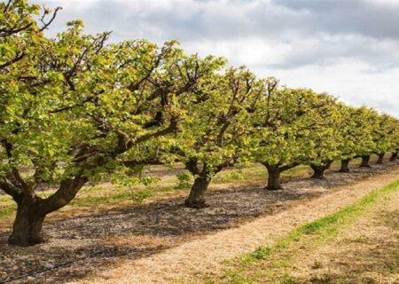 ۱۲۵۳۲ هکتار از باغ‌های آذربایجان‌شرقی صاحب شناسنامه شدند