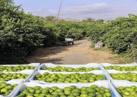 آغاز فصل برداشت لیموترش از باغ‌های شهرستان خنج