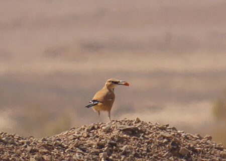 تصاویر دیدنی از زاغ بور، گونه بومی منطقه حفاظت شده علی حیدر بشرویه