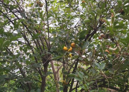 آغاز فصل برداشت خرمالو در باغات فومن